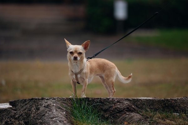 Welche Ausbildungsmethoden sind effektiv und hundefreundlich?