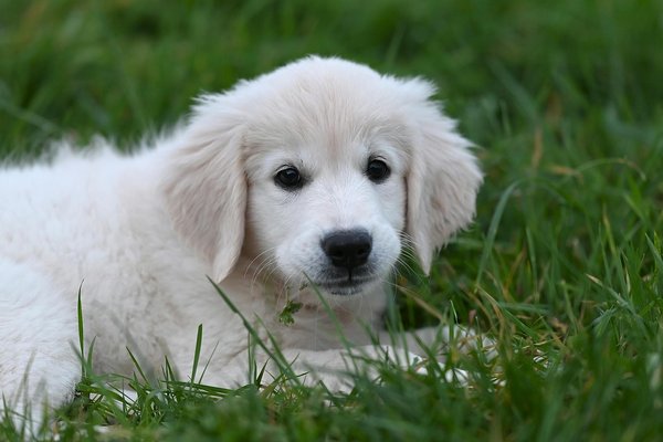 Welche Beispiele gibt es für außergewöhnliche Tierpartnerschaften?